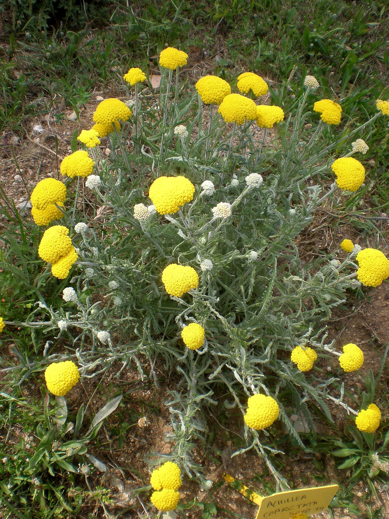 Achillea coarctata: Jardín Botánico de Barcelona.