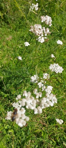 Achillea collina (Achillea collina)