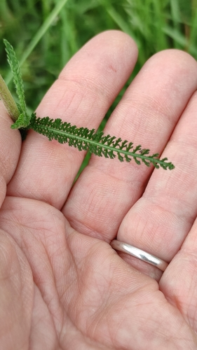 Achillea collina (Achillea collina)