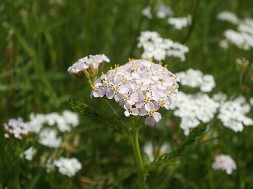Achillea collina: Hügel-Wiesenschafgarbe ( Achillea collina ) im Hockenheimer Rheinbogen