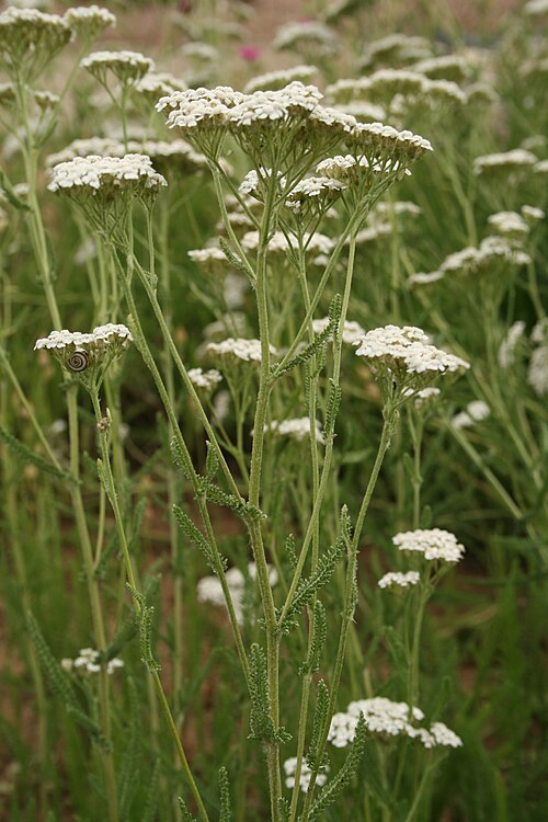 Achillea collina: Asteraceae im Ober-Olmer Wald. Natalie Schmalz