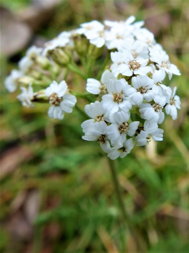 Achillea collina (Achillea collina)