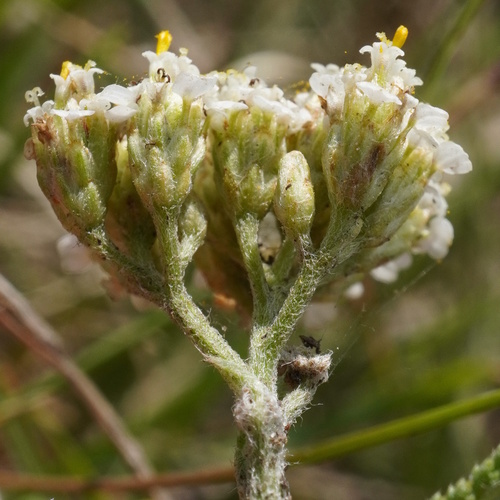 Achillea collina (Achillea collina)