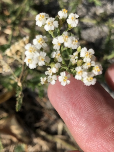 Achillea collina (Achillea collina)