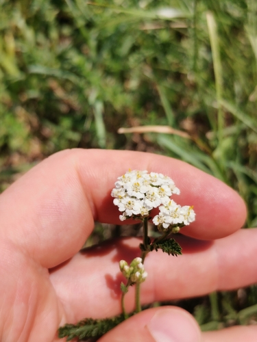 Achillea collina (Achillea collina)