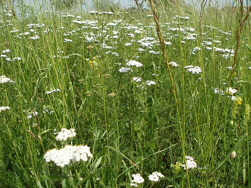 Achillea collina: Hügel-Wiesenschafgarbe ( Achillea collina ) im Hockenheimer Rheinbogen