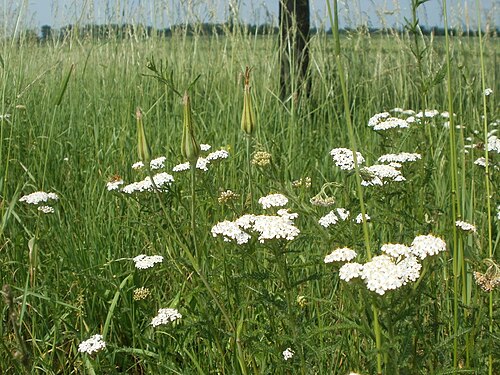 Achillea collina: Hügel-Wiesenschafgarbe ( Achillea collina ) und Wiesen-Bocksbart im Hockenheimer Rheinbogen