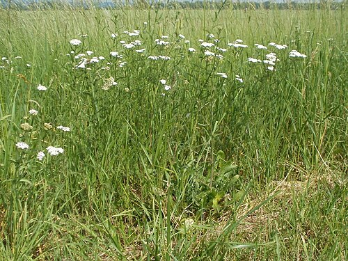 Achillea collina: Hügel-Wiesenschafgarbe ( Achillea collina ) im Hockenheimer Rheinbogen