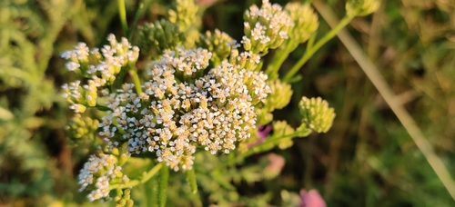 Achillea collina (Achillea collina)