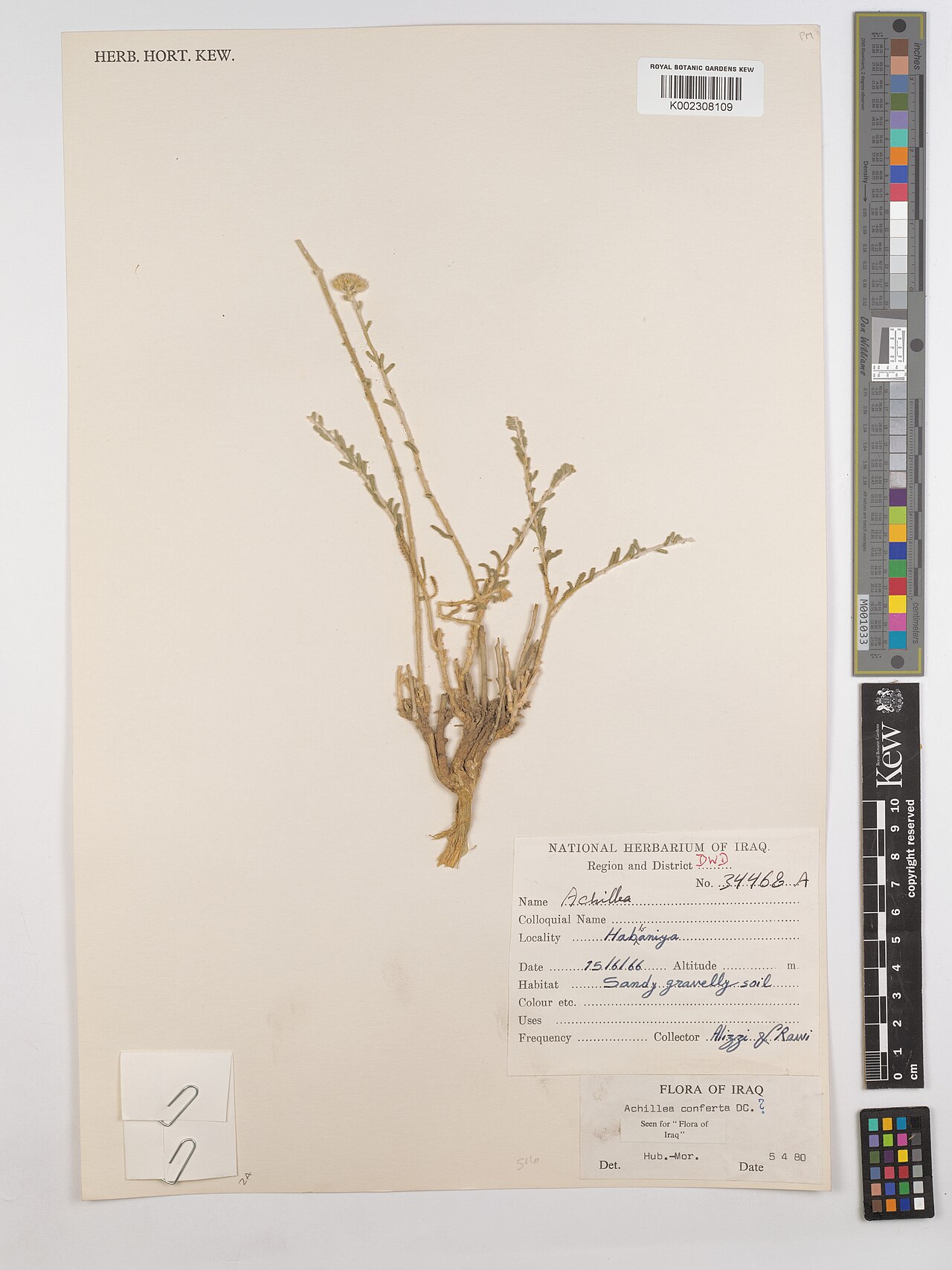 Achillea conferta: Achillea conferta — Herbarium specimen from Habbaniya; DWD, Iraq. Collected by Alizzi; Rawi (1966-06-15). Recorded in GBIF occurrence 4535527109 .