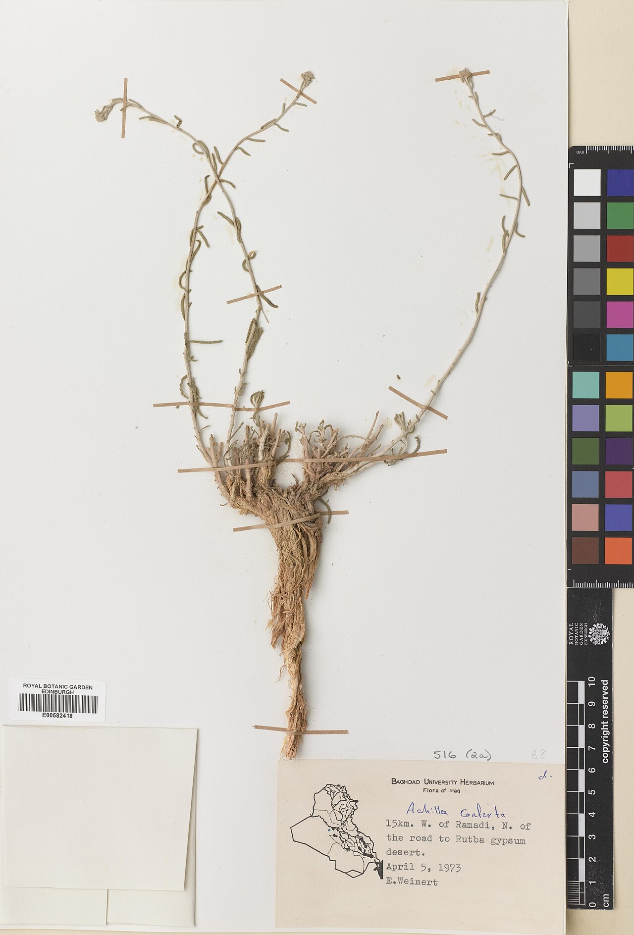Achillea conferta: Achillea conferta — Herbarium specimen from Al Anbar, 15km W. of Ramadi, N. of the road to Rutba gypsum desert., Iraq. Recorded 1973-04-05. Recorded in GBIF occ