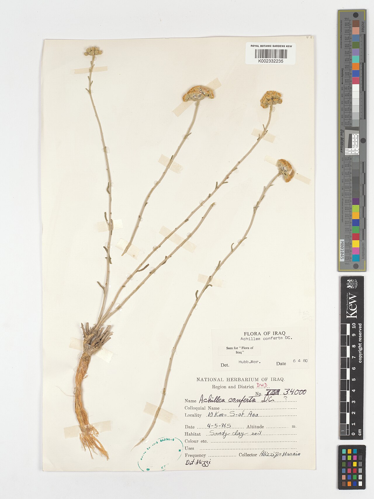 Achillea conferta: Achillea conferta — Herbarium specimen from Region and District DWD; 10 Km-S-of Ana., Iraq. Collected by Alizzi; Husain (1965-05-04). Recorded in GBIF occurrenc