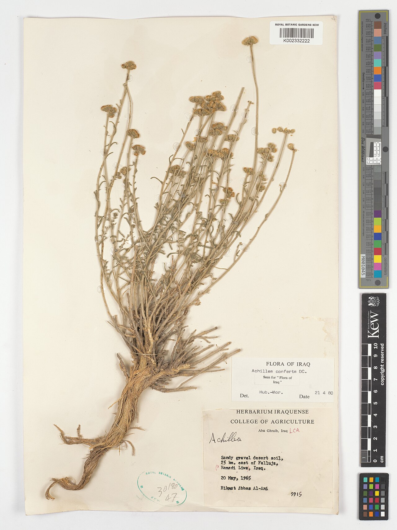 Achillea conferta: Achillea conferta — Herbarium specimen from LCA; Sandy gravel desert soil, 25 km. east of Falluja. (Ramadi Liwa)., Iraq. Collected by Al-Ani, H.A. (1965-05-20).