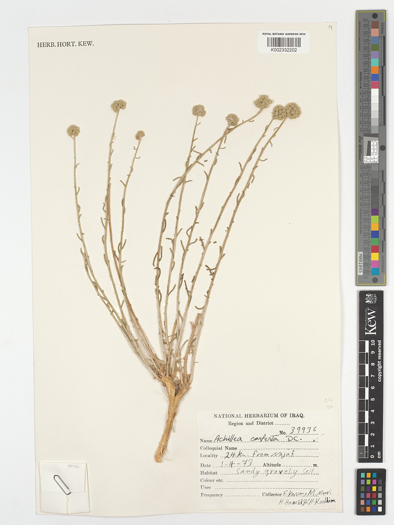 Achillea conferta: Achillea conferta — Herbarium specimen from 24 Km from Najaf., Iraq. Collected by Karim, F.; Noori, M.; Hamid, H.; Kadhim, H. (1973-04-01). Recorded in GBIF occ