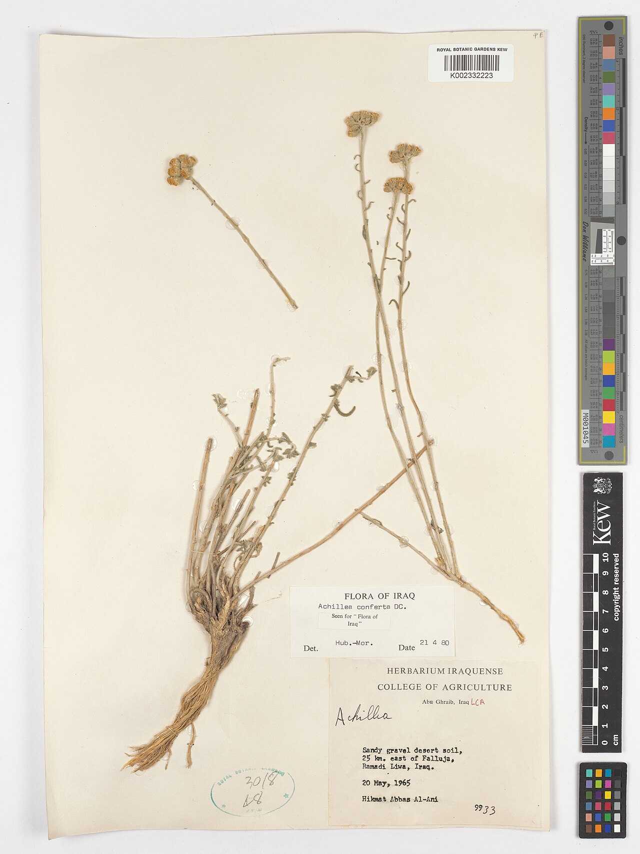 Achillea conferta: Achillea conferta — Herbarium specimen from Abu Ghraib, LCA; Sandy gravel desert soil, 25 km. east of Falluja, Ramadi Liwa., Iraq. Collected by Al-Ani, H.A. (19