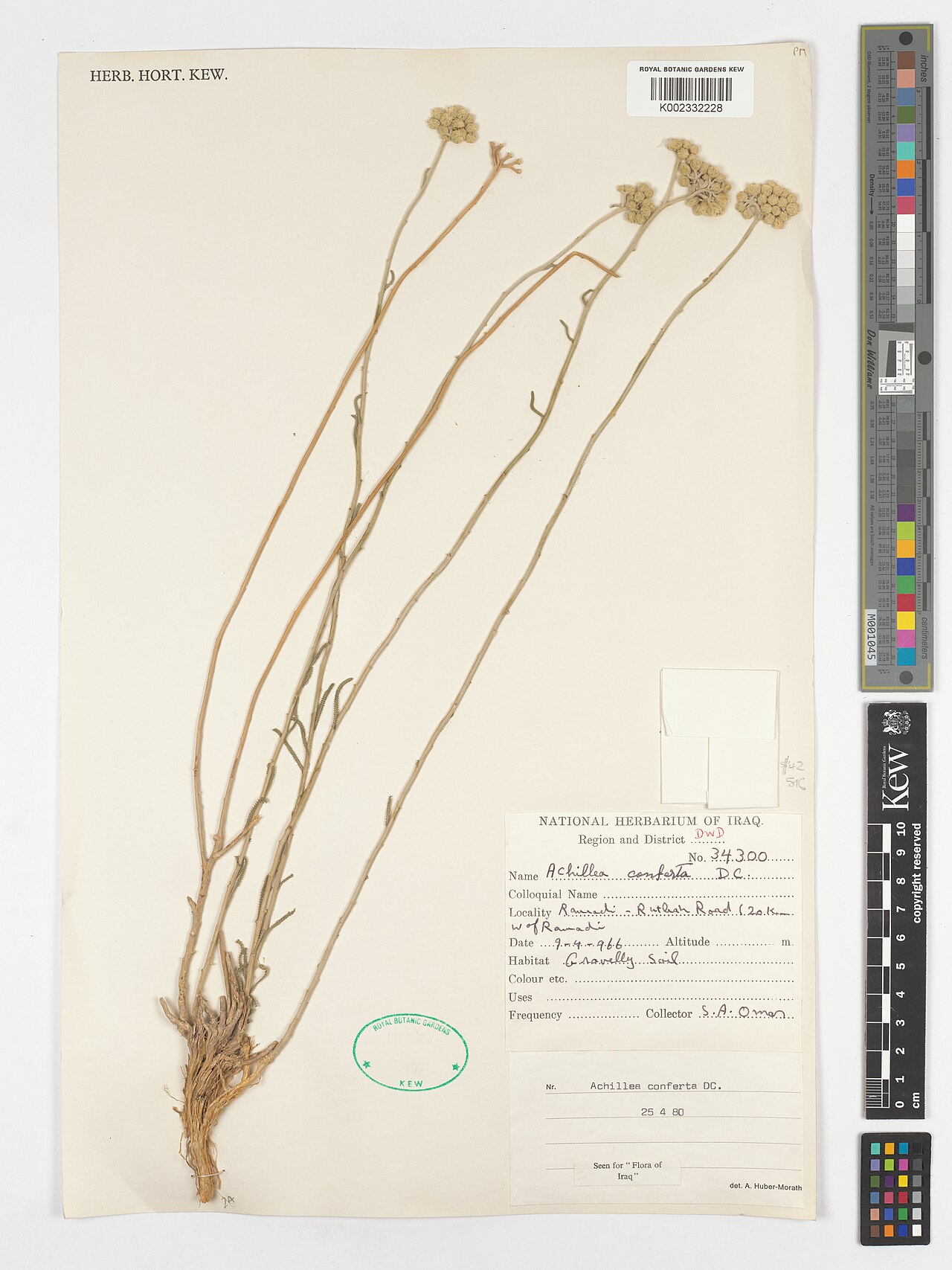 Achillea conferta: Achillea conferta — Herbarium specimen from Region and District DWD; Ramadi-Ruthah Road (20 km W of Ramadi), Iraq. Collected by Omer, S.A. (1966-04-09). Recorde