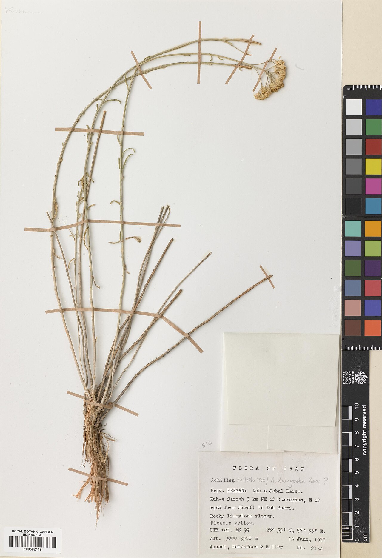 Achillea conferta: Achillea conferta — Herbarium specimen from Kerman, Kuh-e Jebal Barez. Kuh-e Sarzeh 5 km NE of Garraghan, E of road from Jiroft to Deh Bakri., Iran. Collected b