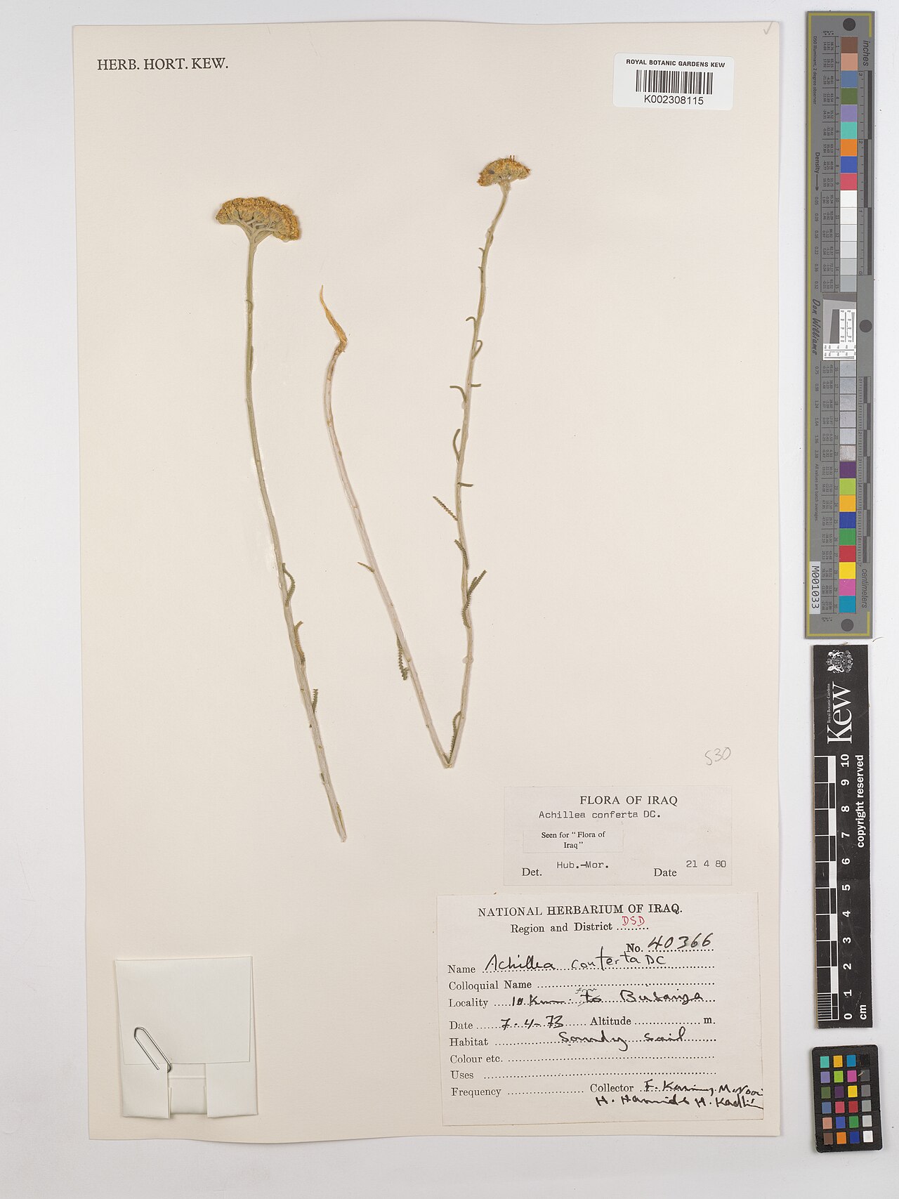 Achillea conferta: Achillea conferta — Herbarium specimen from Region and District, DSD; 10 km to Butaniya., Iraq. Collected by Karim, F.; Noori, M.; Hamid, H.; Kadhim, H. (1973-0