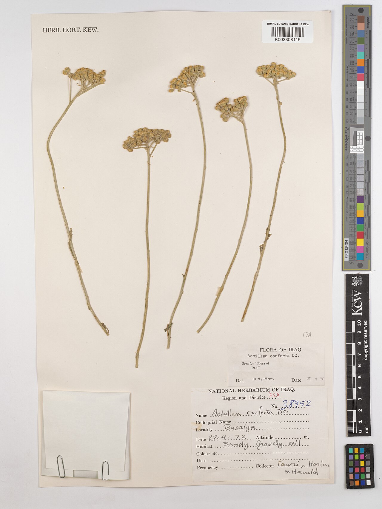 Achillea conferta: Achillea conferta — Herbarium specimen from Region and District, DSD; Busaiya., Iraq. Collected by Fawzi; Hazim; Hamid (1972-04-27). Recorded in GBIF occurrence
