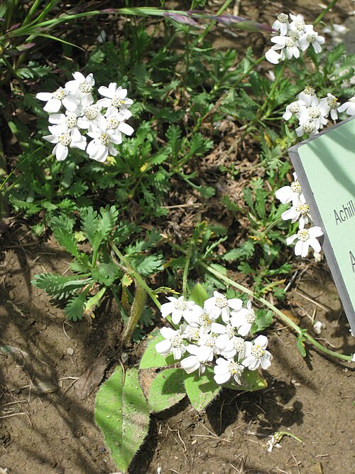 Simple leaved milfoil: Achillea erba-rotta in the Jardin Botanique Alpin du Lautaret