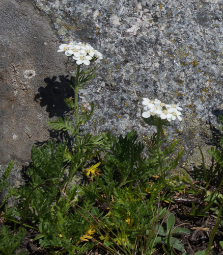 Simple leaved milfoil (Achillea erba-rotta)