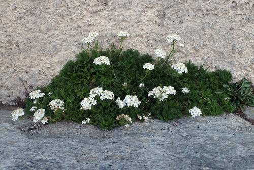 Simple leaved milfoil (Achillea erba-rotta)