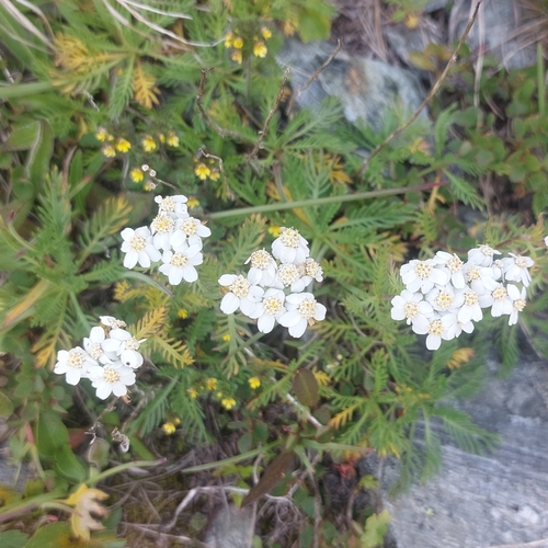 Simple leaved milfoil (Achillea erba-rotta)