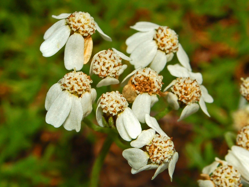 Simple leaved milfoil: Achillea erba-rotta - Col du Lautaret, France