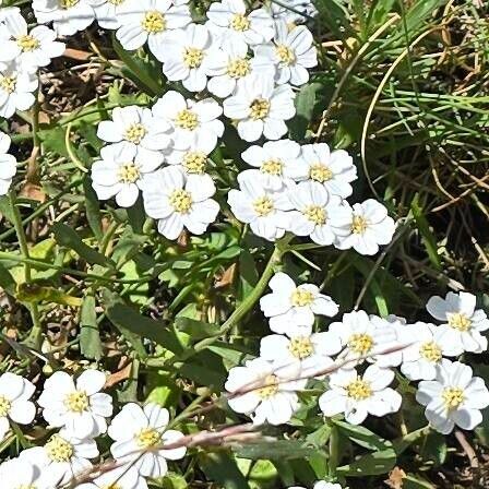 Simple leaved milfoil (Achillea erba-rotta)