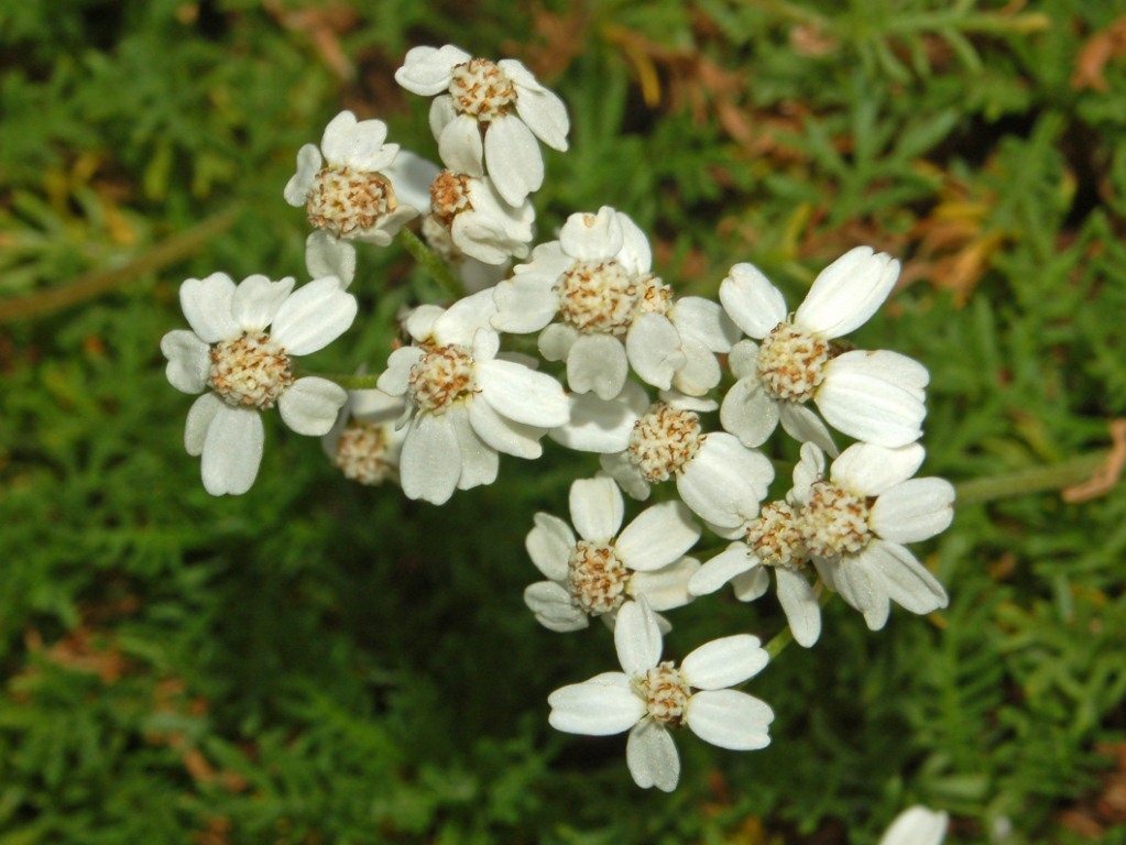 Simple leaved milfoil: Achillea erba-rotta - Col du Lautaret, France