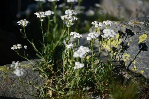 Simple leaved milfoil (Achillea erba-rotta)