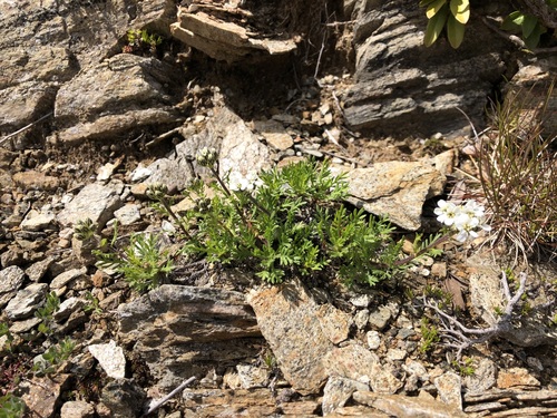 Simple leaved milfoil (Achillea erba-rotta)