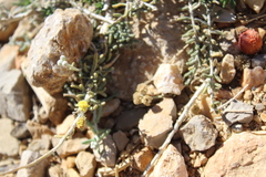 Achillea falcata (Achillea falcata)