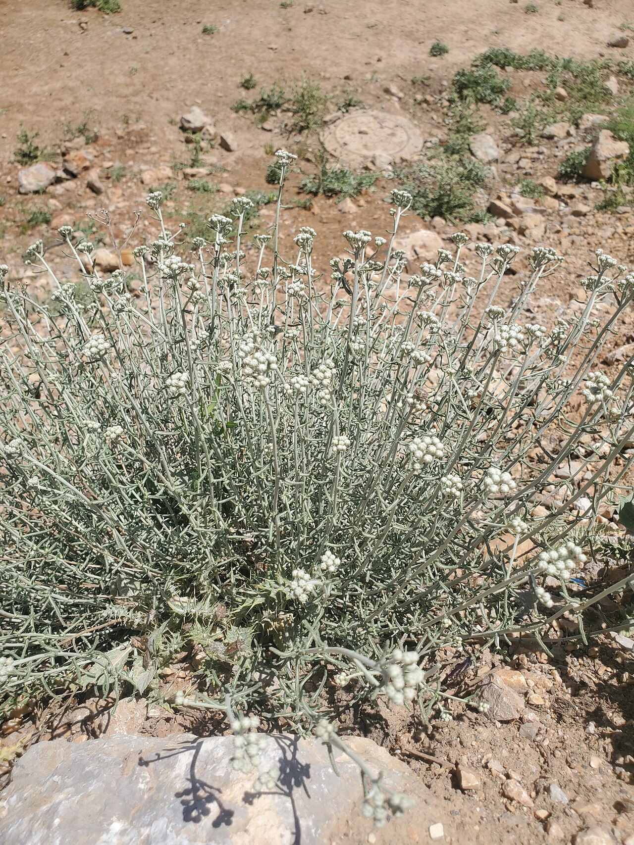 Achillea falcata: Achillea falcata, Golan, IL, 2023-06-07 (iNaturalist).