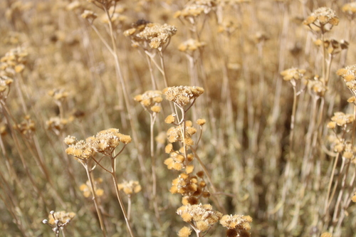 Achillea falcata (Achillea falcata)