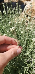 Achillea falcata (Achillea falcata)