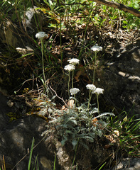 Achillea fraasii (Achillea fraasii)