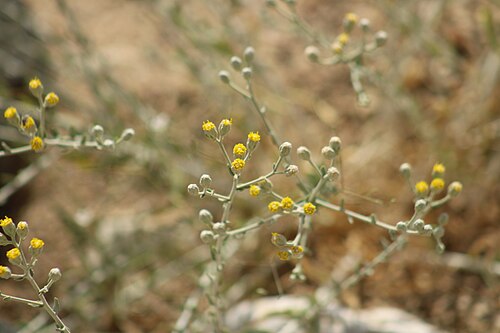 Achillea fragrantissima: Achillea fragrantissima, באר שבע, ישראל, 2024-05-17 (iNaturalist).