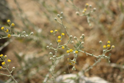 Achillea fragrantissima (Achillea fragrantissima)