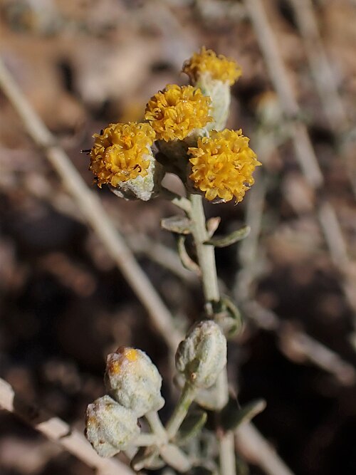 Achillea fragrantissima: Achillea fragrantissima in Wadi Kidod near Arad, Israel
