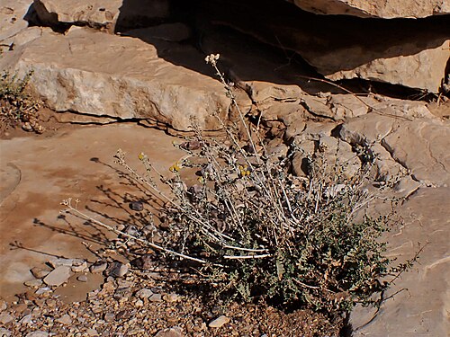 Achillea fragrantissima: Achillea fragrantissima in Wadi Kidod near Arad, Israel