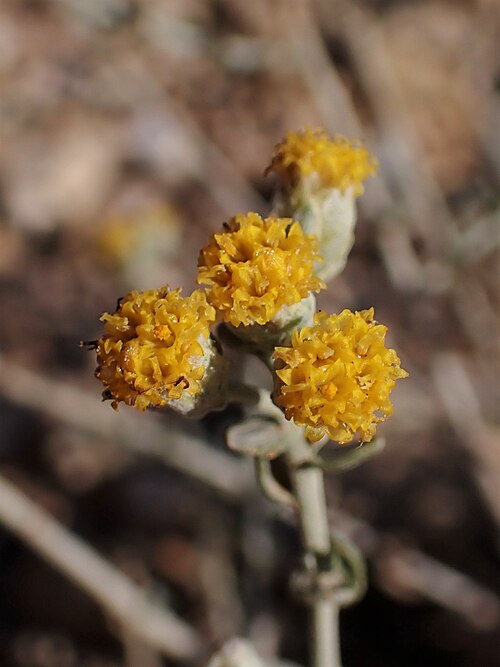Achillea fragrantissima: Achillea fragrantissima in Wadi Kidod near Arad, Israel