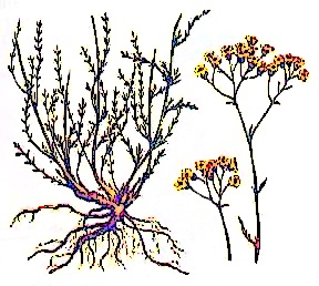 Achillea glaberrima: Achillea glaberrima — an endangered plant species endemic to Ukraine