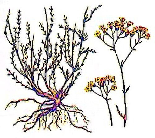 Achillea glaberrima: Achillea glaberrima — an endangered plant species endemic to Ukraine