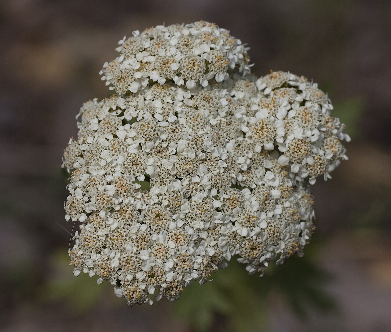 Achillea grandifolia: Achillea grandifolia . Cöbük Forest, Saimbeyli - Adana, Turkey.