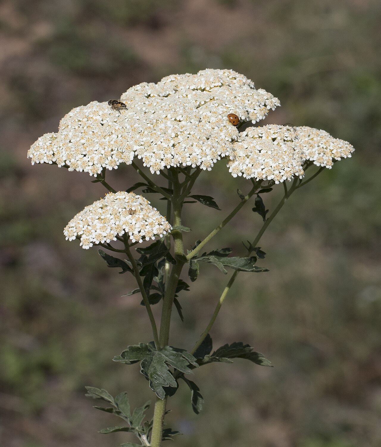 Achillea grandifolia: Achillea grandifolia . Cöbük Forest, Saimbeyli - Adana, Turkey.