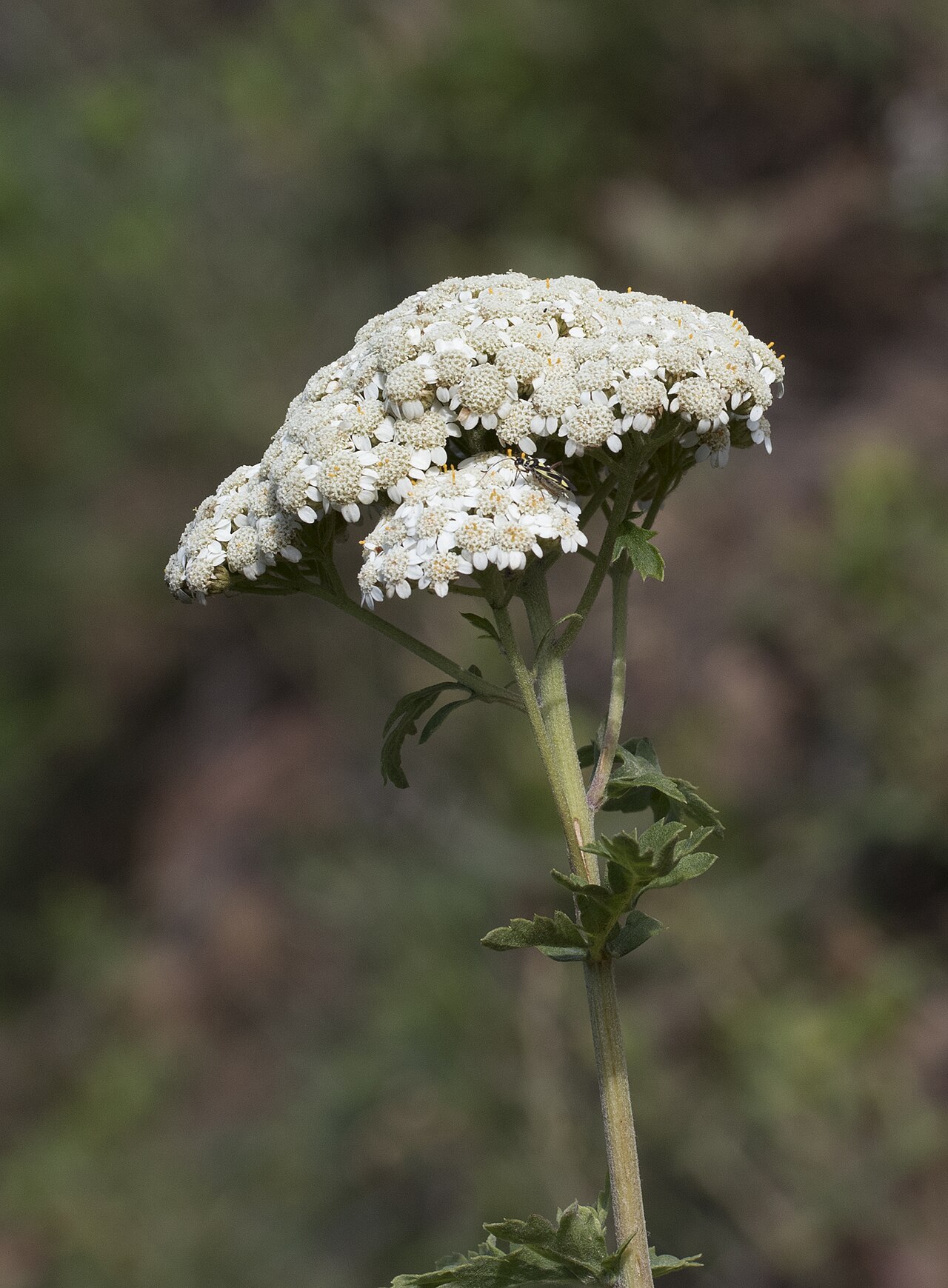 Achillea grandifolia: Achillea grandifolia . Cöbük Forest, Saimbeyli - Adana, Turkey.