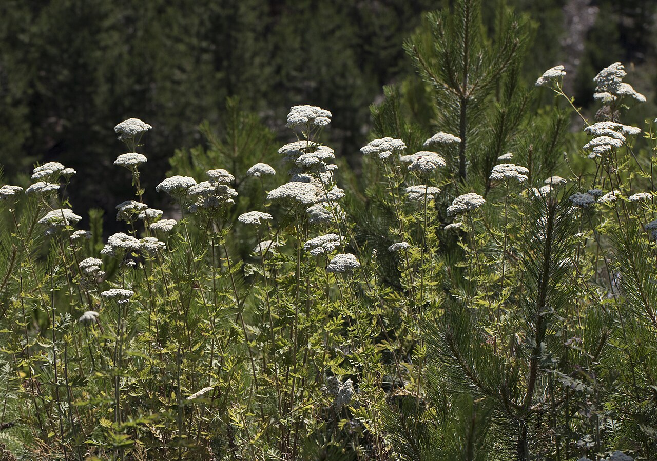 Achillea grandifolia: Achillea grandifolia . Cöbük Forest, Saimbeyli - Adana, Turkey.