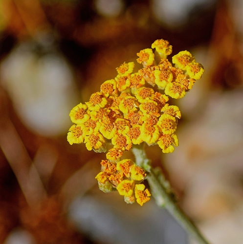 Achillea holosericea (Achillea holosericea)