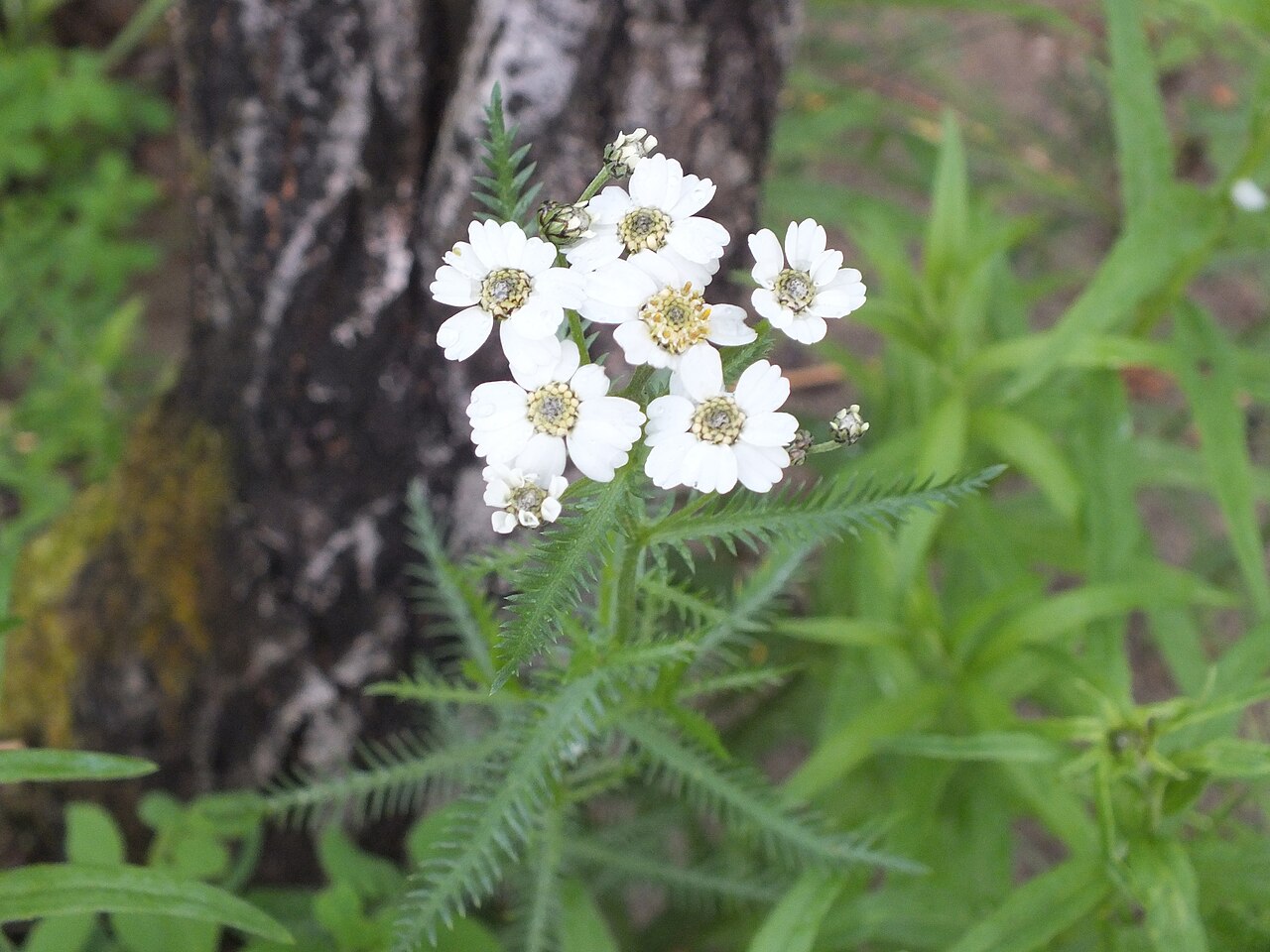 Achillea impatiens: Achillea impatiens